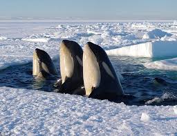 Three Orcas